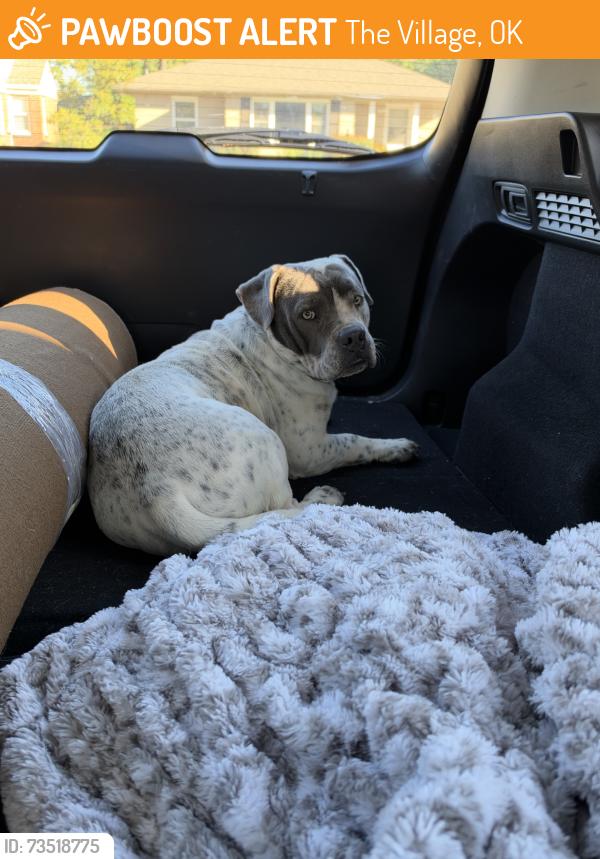 Found/Stray Male Dog last seen Laundry Mat, The Village, OK 73120