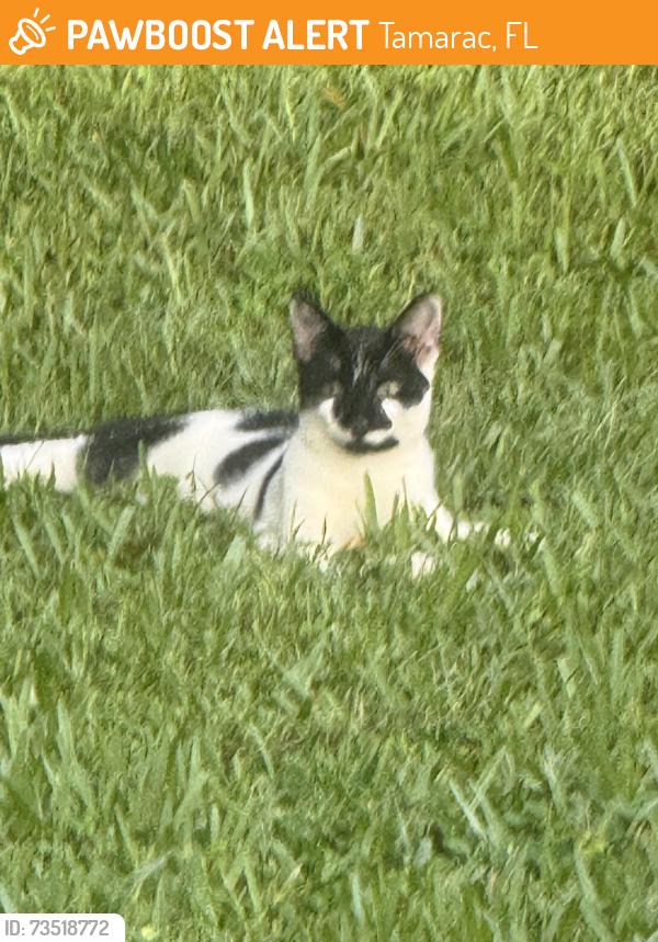 Found/Stray Unknown Cat last seen 70th Ave and NW 82nd Street, Tamarac, FL 33321