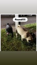 Found/Stray Male Dog last seen Hubbard n Glenoaks, San Fernando, CA 91341
