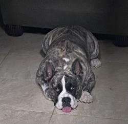 Lost Male Dog last seen Mlk and Cheyenne/ mlk carey, North Las Vegas, NV 89032