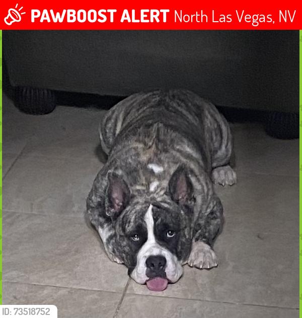 Lost Male Dog last seen Mlk and Cheyenne/ mlk carey, North Las Vegas, NV 89032