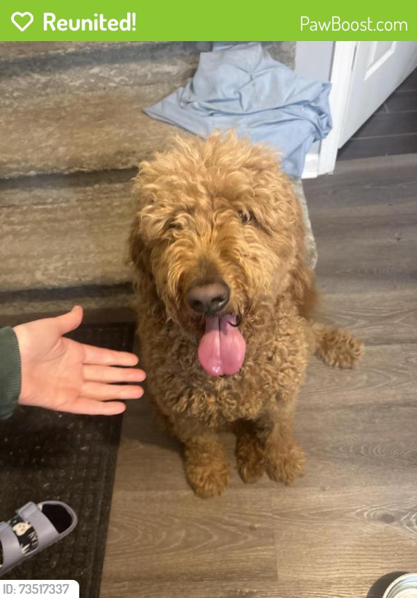 Reunited Female Dog last seen Colonial hills meO, Whitfield County, GA 30756