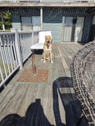 Reunited Male Dog last seen S. Irma Pt/ Cardinal st., Lecanto, FL 34461