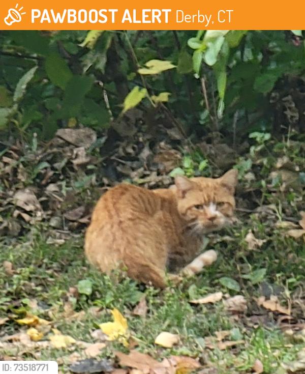 Found/Stray Unknown Cat last seen Rt 34 (New Haven Ave), Derby, CT 06401