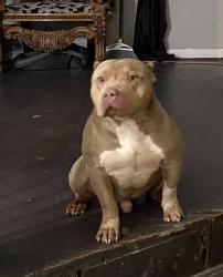 Reunited Male Dog last seen Pine & Sheridan, Tulsa, OK 74115