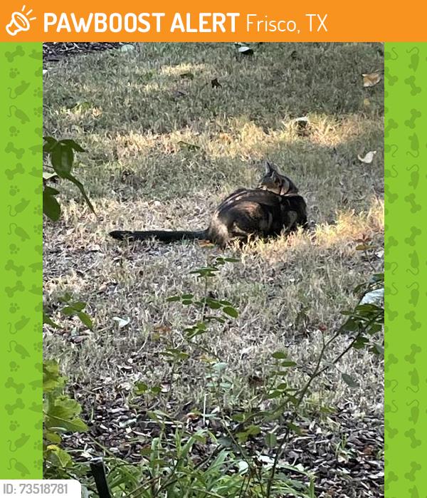 Found/Stray Unknown Cat last seen Shoal Creek Dr and Poppy Hills Dr, Frisco, TX 75035