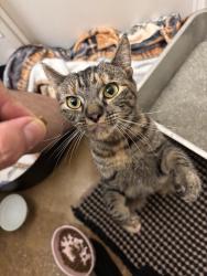 Found/Stray Female Cat last seen India street and chalmers, San Diego, CA 92103