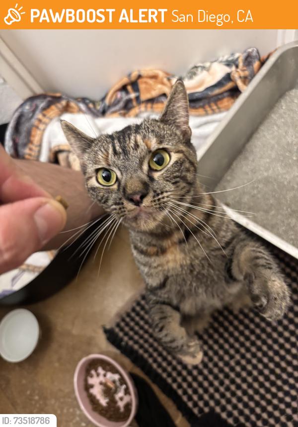 Found/Stray Female Cat last seen India street and chalmers, San Diego, CA 92103