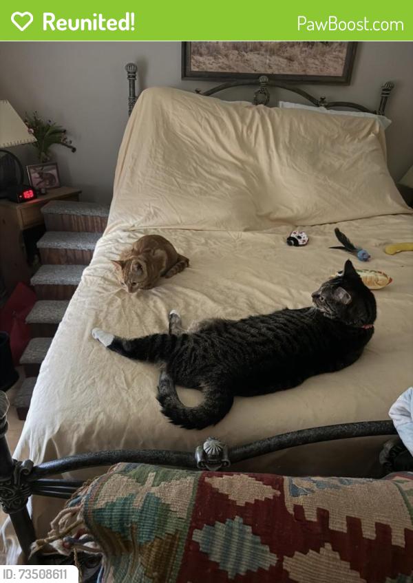 Reunited Female Cat last seen Miners Bend / Keystone Fairway Dr, Houston, TX 77095