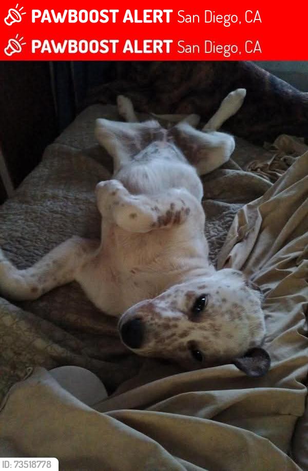 Lost Female Dog last seen SeaWorld Dr and E mission bay Rd in front of Fiesta Island, San Diego, CA 92110
