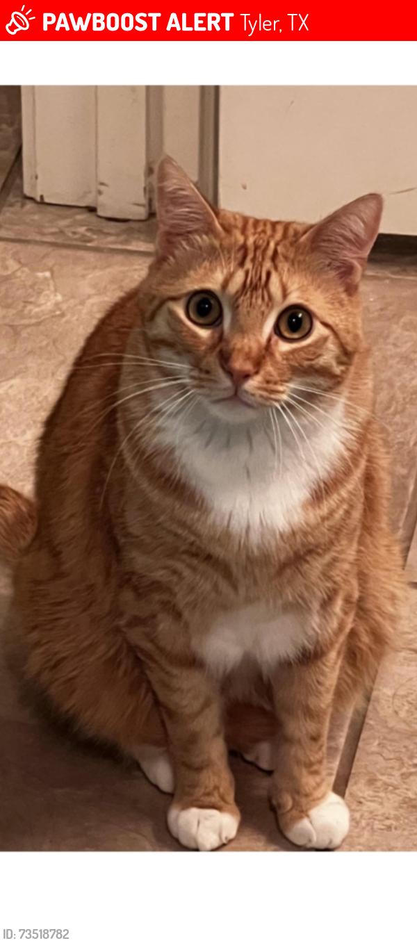 Lost Male Cat last seen Hamilton Park cndmniums/Autumn Glen apmts, Tyler, TX 75703