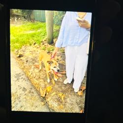 Reunited Female Dog last seen S.W. 9th Terrace and 43rd Avenue, Miami, Florida 33134, Little Gables, FL 33134