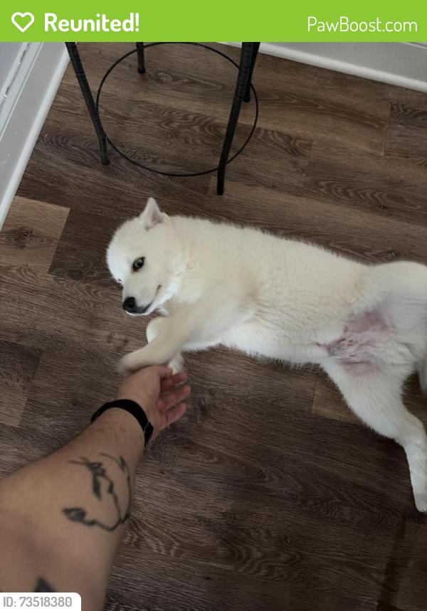 Reunited Male Dog last seen Conjunto residencial Revere at Mooresville, Mooresville, NC 28117