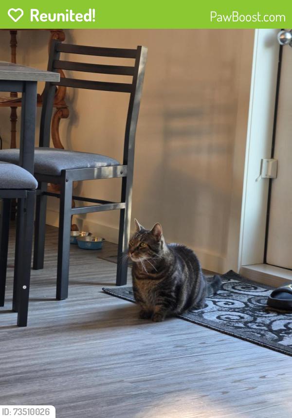 Reunited Male Cat last seen Leila ave and Mandalay dr., Winnipeg, MB R2P 2E5