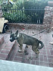 Found/Stray Female Dog last seen LACES, Los Angeles, CA 90035