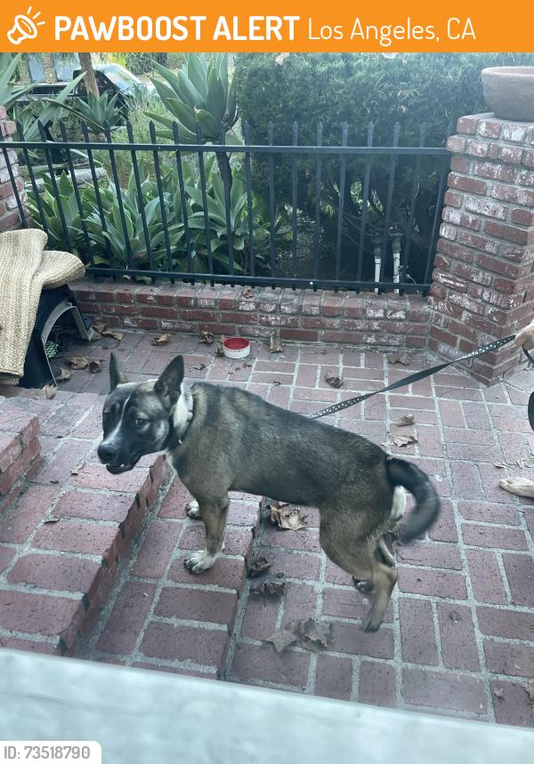 Found/Stray Female Dog last seen LACES, Los Angeles, CA 90035