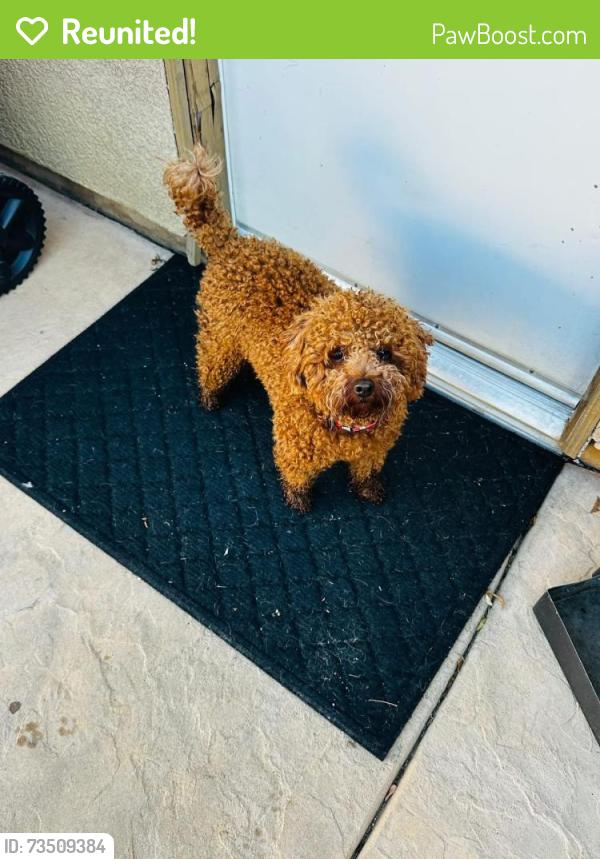 Reunited Male Dog last seen Capri Drive and Genoa Street, French Valley, CA 92596