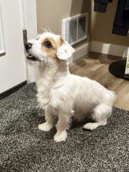 Found/Stray Male Dog last seen 332nd ST NW, Stanwood, WA 98292
