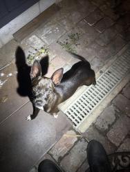 Found/Stray Female Dog last seen 46th and denker, Los Angeles, CA 90062