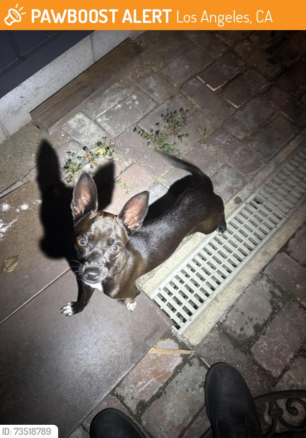 Found/Stray Female Dog last seen 46th and denker, Los Angeles, CA 90062