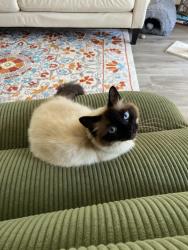 Reunited Female Cat last seen UCSD campus, San Diego, CA 92037