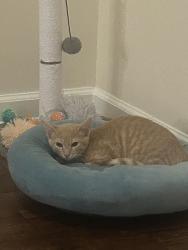 Lost Male Cat last seen Tee shot drive, Conway, SC 29526
