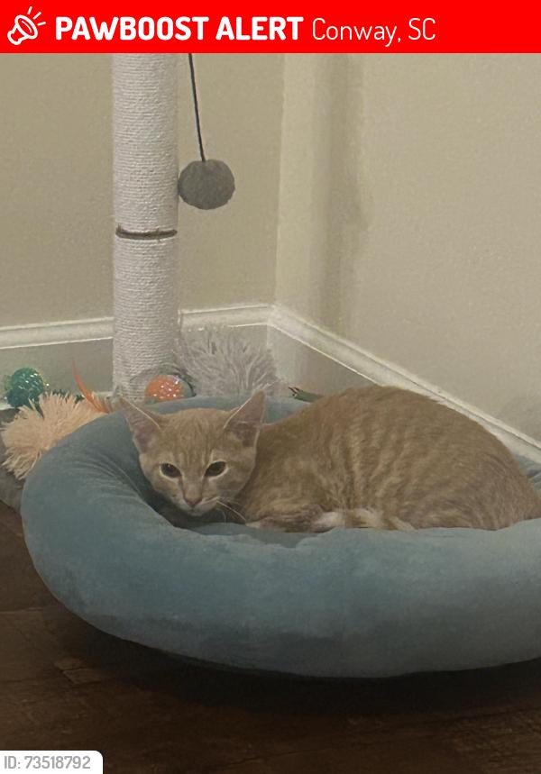 Lost Male Cat last seen Tee shot drive, Conway, SC 29526