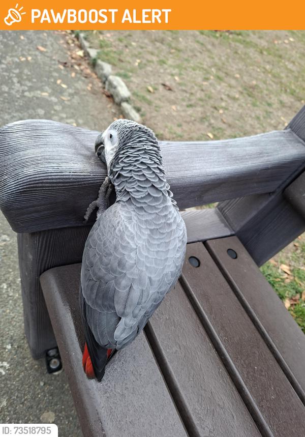 Found/Stray Unknown Bird last seen Between lake and children's playground, Greater London, England IG1 4SB
