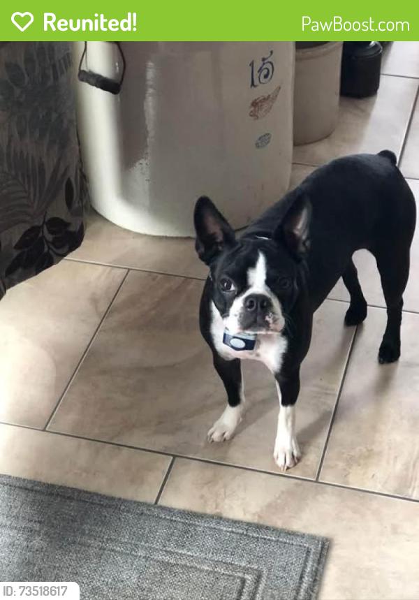 Reunited Female Dog last seen Alico and S Tamiami Trail Fort Myers, Fort Myers, FL 33908