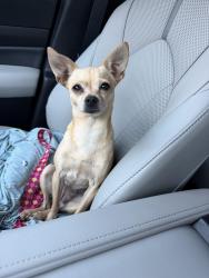 Found/Stray Female Dog last seen Village Vista dr, Fort Worth, TX 76052