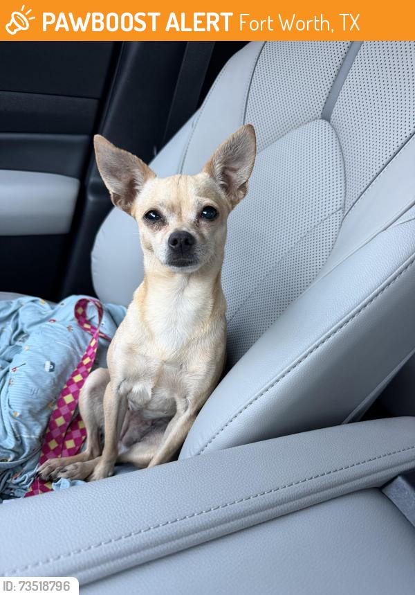 Found/Stray Female Dog last seen Village Vista dr, Fort Worth, TX 76052