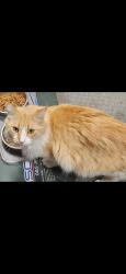 Reunited Female Cat last seen Floradora and armstrong, Fresno, CA 93727