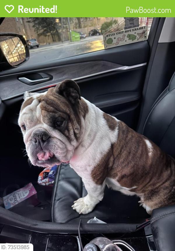 Reunited Female Dog last seen Nash, Milwaukee, WI 53212