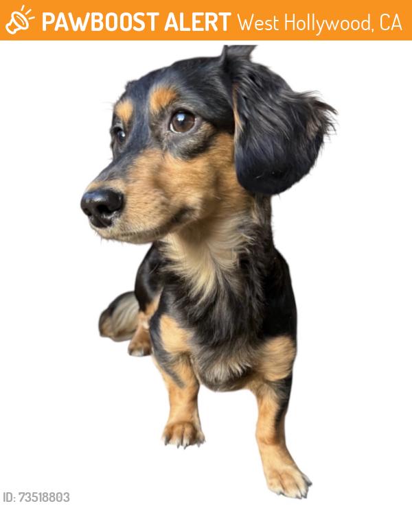 Found/Stray Male Dog last seen West Hollywood, West Hollywood, CA 90069