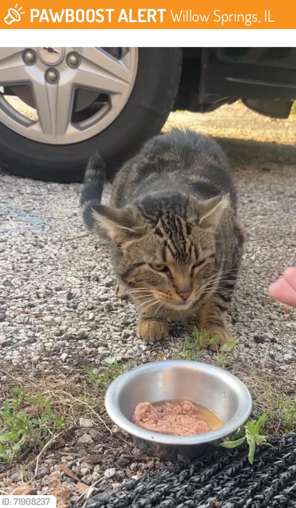 Found/Stray Unknown Cat last seen Archer Ave and Kazwell st, Willow Springs, IL 60480