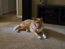 Reunited Female Dog last seen East Victor Hill and Berry Shoals, Duncan, SC 29369