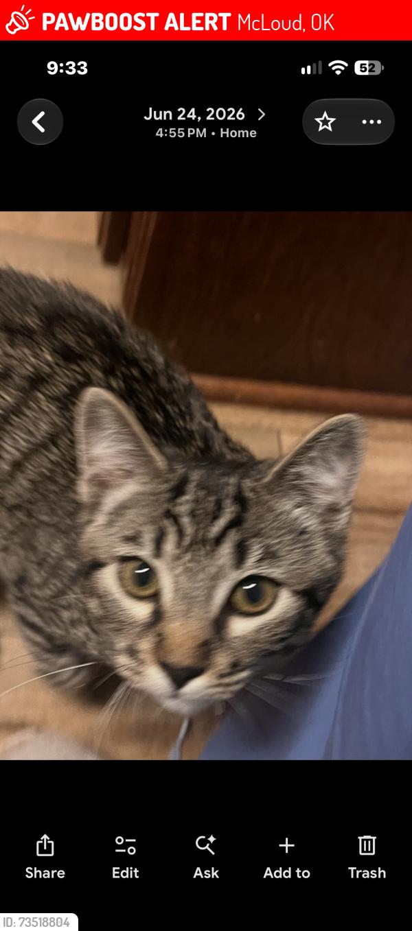 Lost Male Cat last seen Near, McLoud, OK 74851