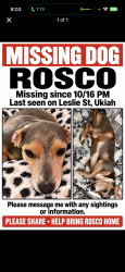 Lost Male Dog last seen Gobbie and Perkins at, Ukiah, CA 95482