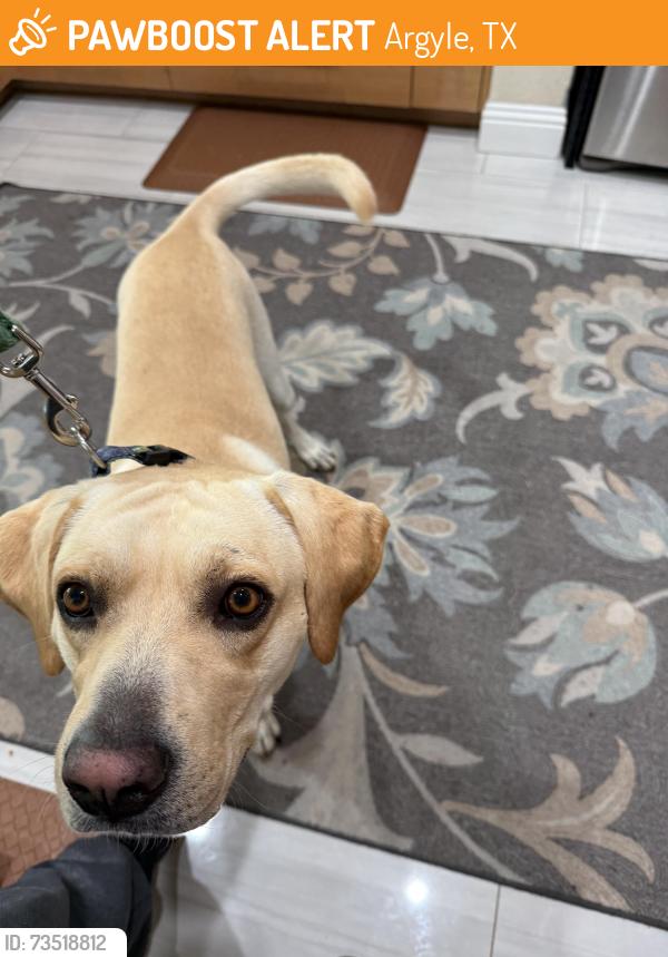Found/Stray Male Dog last seen Starbucks in Argyle, Argyle, TX 76226