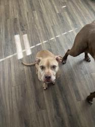 Reunited Female Dog last seen Near nw 65th ave Bentonville ar 72713, Bentonville, AR 72713