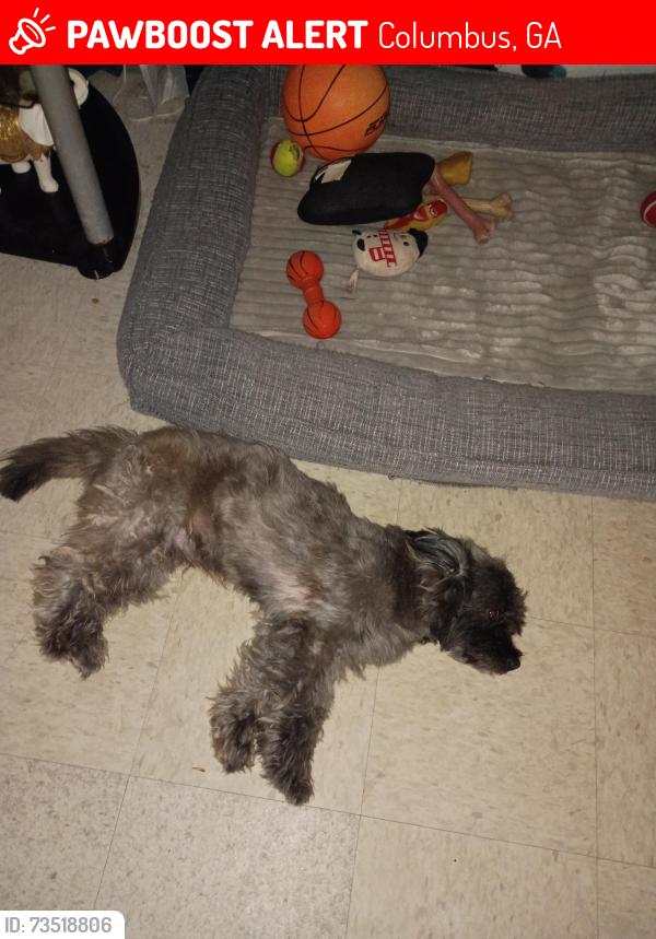 Lost Male Dog last seen Veterans,Wilson Apt, Columbus, GA 31901
