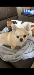 Lost Male Dog last seen Slipped lead trumps green, Trumps Green, England GU25 4HU