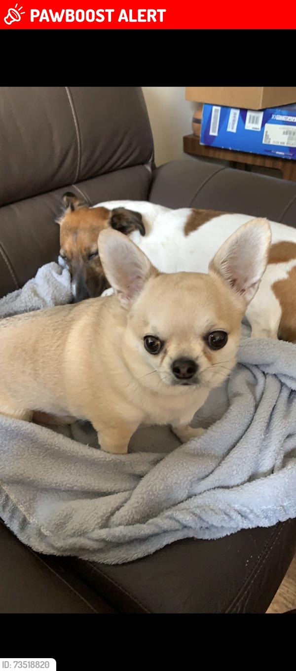 Lost Male Dog last seen Slipped lead trumps green, Trumps Green, England GU25 4HU