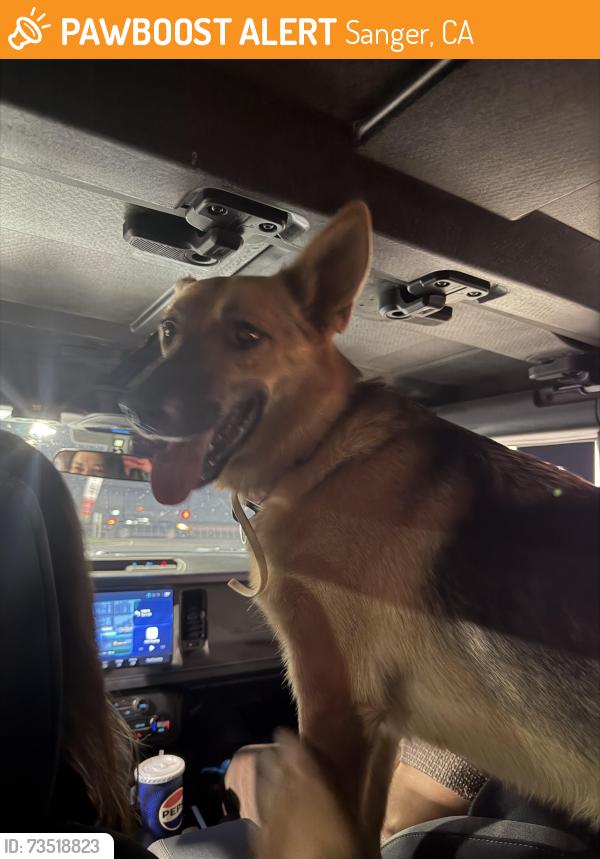 Found/Stray Female Dog last seen academy and ninth, Sanger, CA 93657