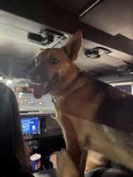 Found/Stray Female Dog last seen academy and ninth, Sanger, CA 93657