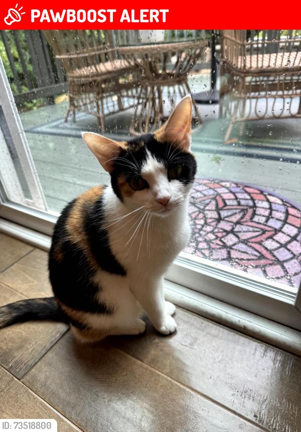 Lost Female Cat last seen Near Brookhaven Way, Pittsboro, Chatham County, NC 27312