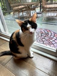 Lost Female Cat last seen Near Brookhaven Way, Pittsboro, Chatham County, NC 27312