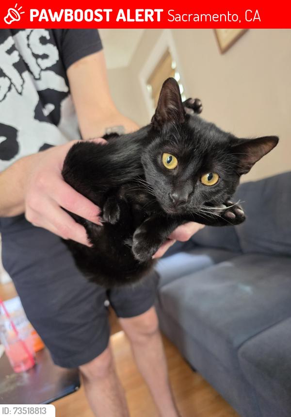 Lost Male Cat last seen Serv-Rite Market, Sacramento, CA 95817