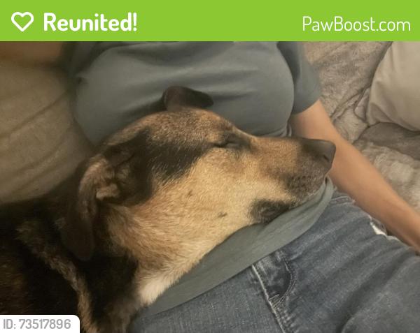 Reunited Male Dog last seen Near Hammerwood Lane, Lexington County, SC 29170