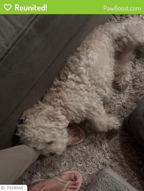 Reunited Male Dog last seen Peacock and Gramercy near Valley View Elementary, Riverside, CA 92505